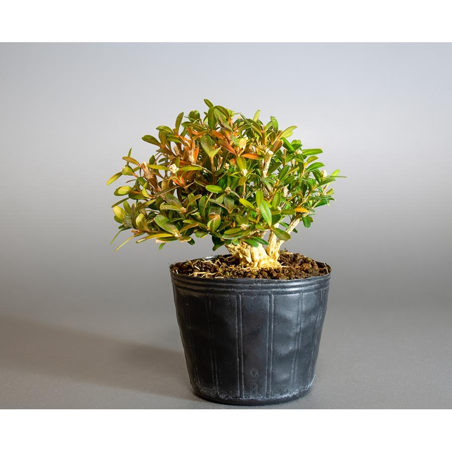 皐月 「煌陽(こうよう)」 盆栽 素材 皐月 「煌陽(こうよう)」 盆栽 素材
