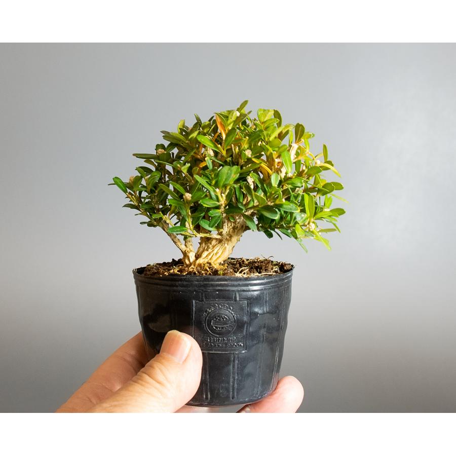 盆栽用苗 盆栽素材 タイワンツゲ盆栽 ミニ盆栽素材（たいわんつげ