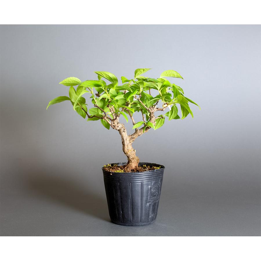 盆栽用苗 盆栽素材 バイカウツギ盆栽 ミニ盆栽素材（ばいかうつぎ