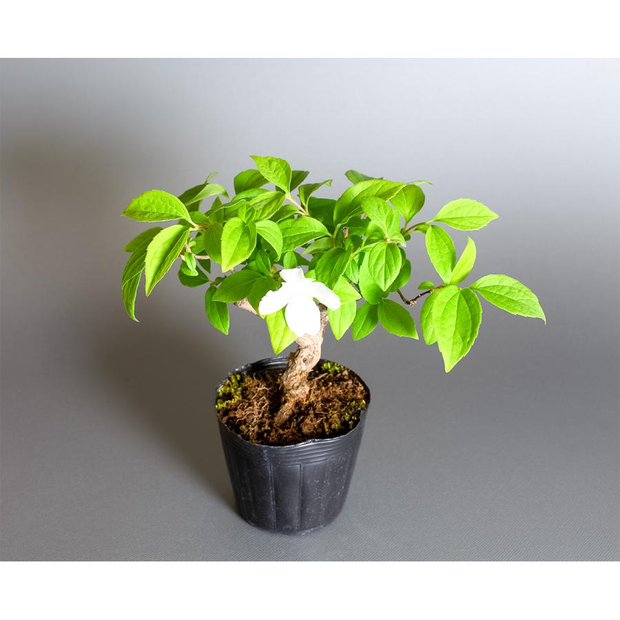 盆栽用苗 盆栽素材 バイカウツギ盆栽 ミニ盆栽素材（ばいかうつぎ