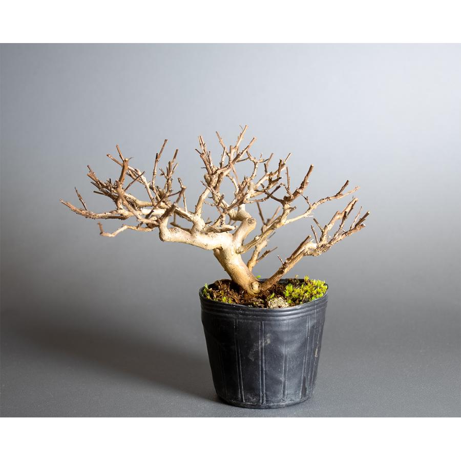 サルスベリ(観葉植物、盆栽、生垣等) 盆栽用苗 盆栽素材 サルスベリ盆栽 ミニ盆栽素材（さるすべり・盆栽
