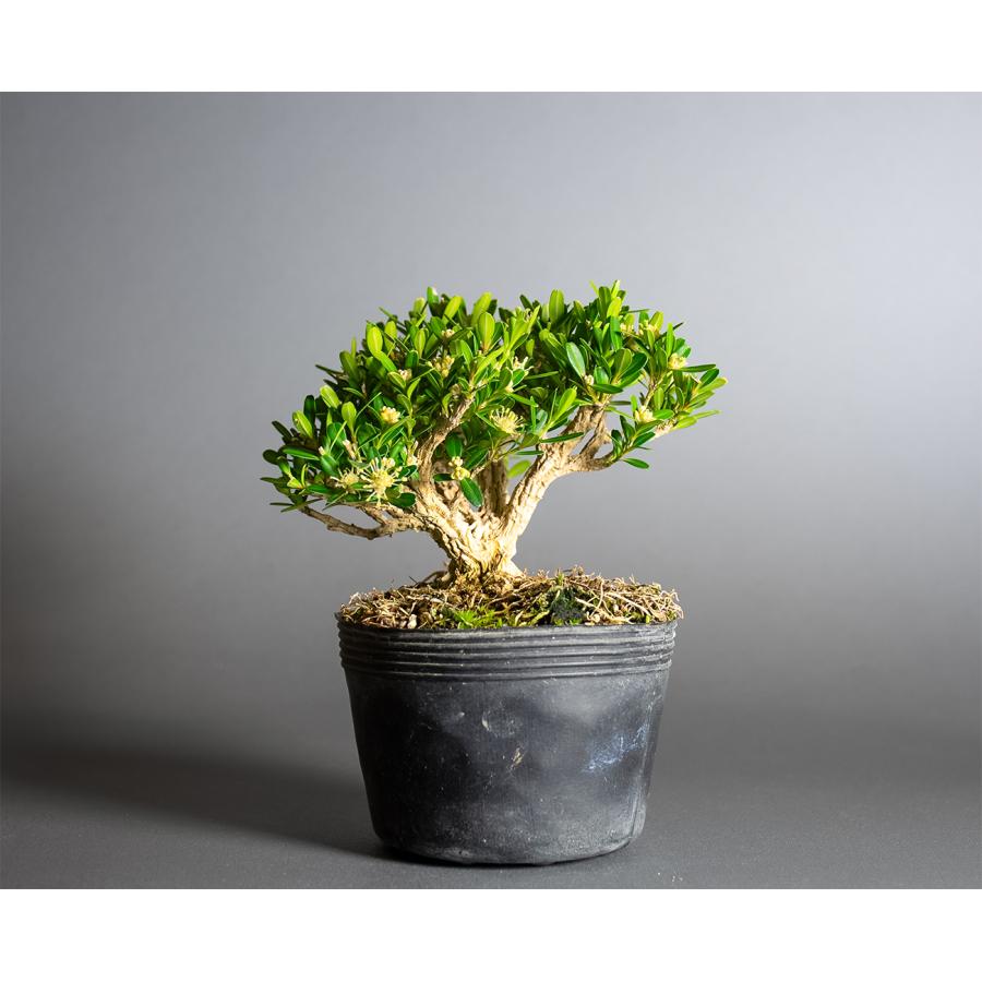 盆栽用苗 盆栽素材 タイワンツゲ盆栽 ミニ盆栽素材（たいわんつげ