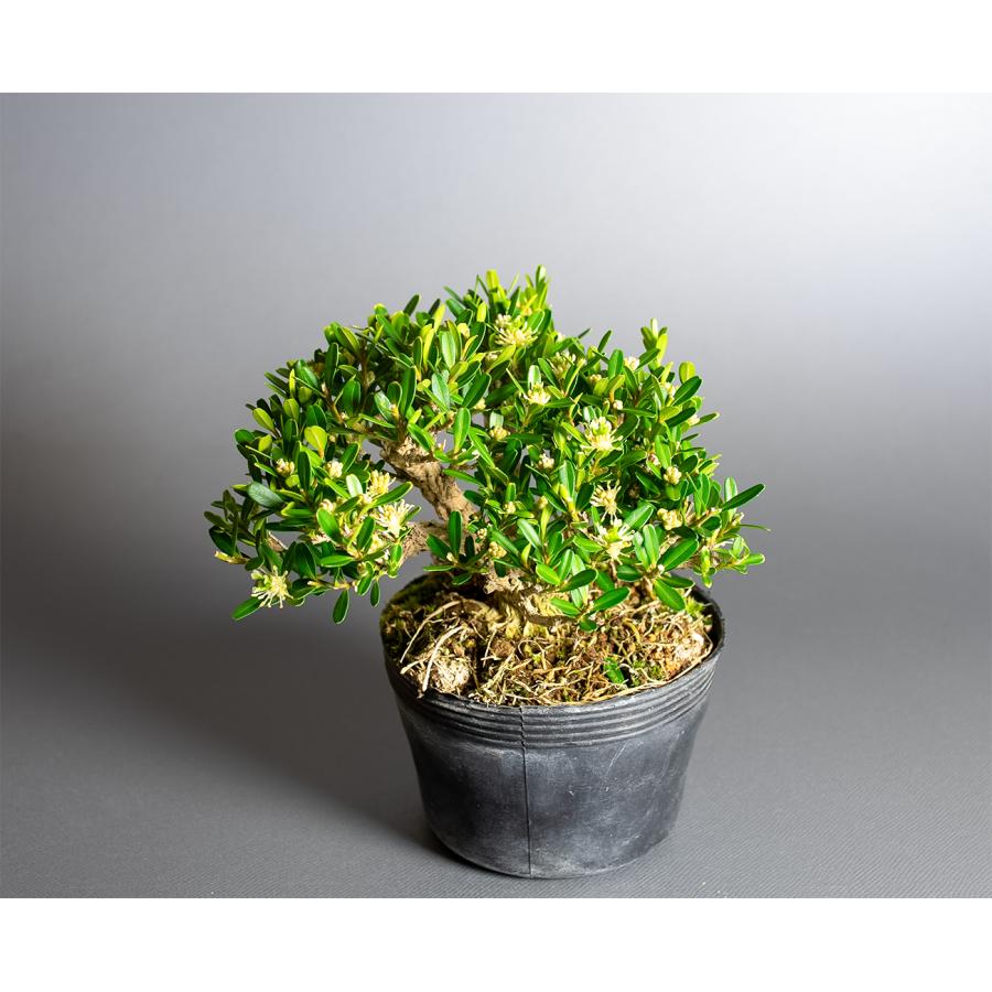 盆栽用苗 盆栽素材 タイワンツゲ盆栽 ミニ盆栽素材（たいわんつげ