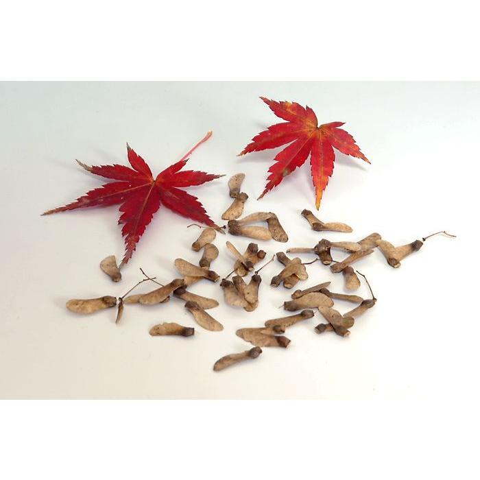 盆栽種子　イロハモミジの種子　50粒・いろは紅葉 種子・Acer palmatum　s007｜e-bonsai