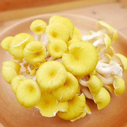 たもぎ茸 100gパック | β-グルカン豊富！料理を華やかに彩る黄金