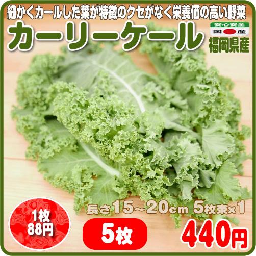 限定特価 【50％OFF】 細かくカールした葉が特徴のクセがなく栄養価の高い野菜 カーリーケール ５枚袋 福岡県産
