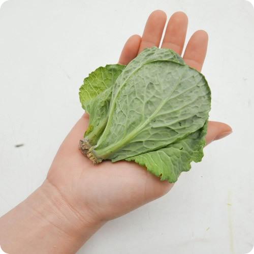 送料無料 即納 ベビーサボイ １００ｇｘ３袋 お洒落なサイズ イタリア野菜 ミニキャベツ 栄養凝縮 ミニ野菜 福岡県産 Wantannas Go Id