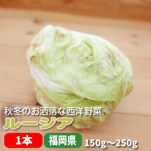 ルージア １個 秋冬本番イタリア野菜で美味しい食卓に 大分県産 04lc4401 イーファーマーズ 通販 Yahoo ショッピング
