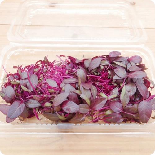 程良いサイズが生み出す確かな食感 ミニリーフ アマランサス １パック 埼玉県産 06as1111 イーファーマーズ 通販 Yahoo ショッピング