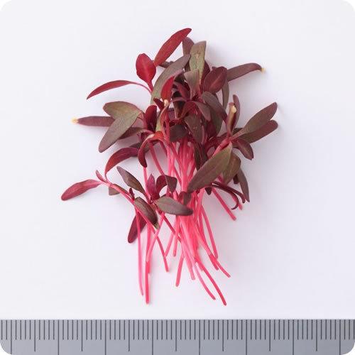 凝縮された栄養価と確かな味を備え持つヘルシーリーフ マイクロリーフ アマランサス ３パック 埼玉県産 06as1123 イーファーマーズ 通販 Yahoo ショッピング