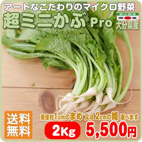ミニチュアサイズのアート感漂うマイクロ野菜 送料無料 超ミニかぶ ２００ｇｘ１０袋 大分県産 かぶ 品種 姫かぶ 直径約2cm 100本入荷待ち Arrowspeedline Com Vn