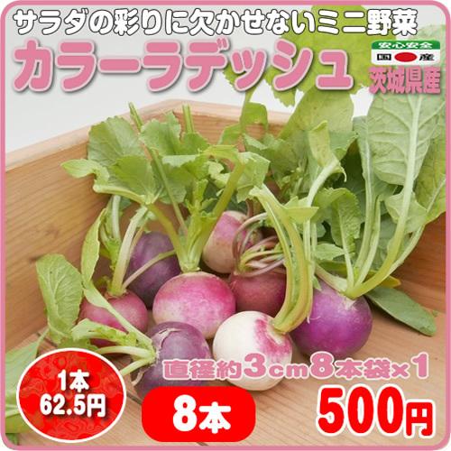 カラーラディッシュ ８本 彩りサラダに 二十日大根 Rakuten お金を節約 茨城県産 ミニ野菜