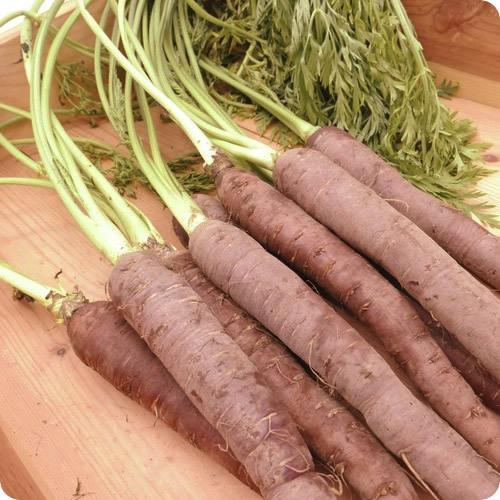 こだわり味特選 紫人参 ｐｒｏ １０本 美味しさだけを追及した手作りのこだわり 栃木県産 0bcc09 イーファーマーズ 通販 Yahoo ショッピング