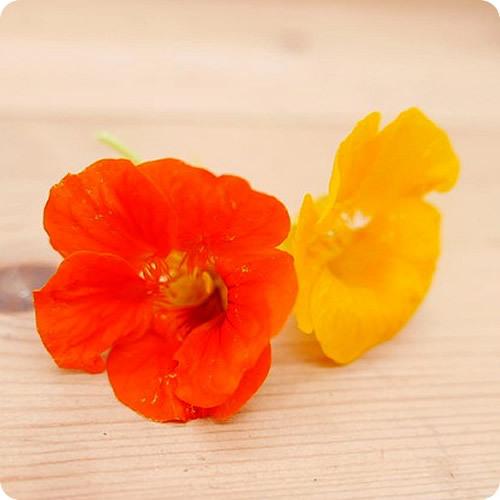 お礼や感謝伝えるプチギフト ナスタチウムの花 １８輪x２パック 色鮮やかなハーブの花 クレソンのようなほんのり辛み 山梨県産 Supplystudies Com