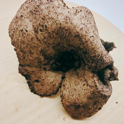 天然きのこ 香茸(コウタケ) カサの直径15cm程度 150g