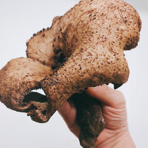 天然きのこ、香茸(コウタケ)1kg以上~ 楽天市場】冷凍生香茸 天然 500g 1000g 1500g 5-8cmサイズ 冷凍