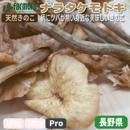 天然きのこ ナラタケモドキ Pro 1Kg程度 送料無料 柄にツバが