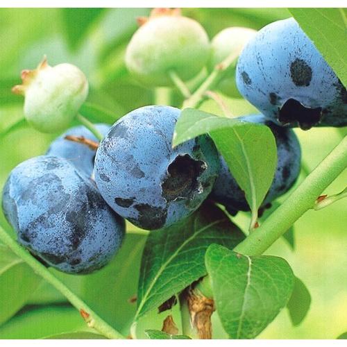 ブルーベリー チャンドラー 挿木苗 5号ポット植え 1本 E フラワー 通販 Yahoo ショッピング