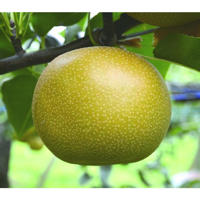 【大特価！】ナシ　トーキョーEllie（TM）接木苗　1本（当店販売価格7,480円のところ、2,120円にて） | 