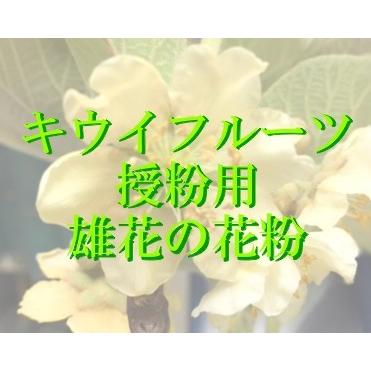 人工授粉用キウイ　花粉　1袋（郵便の速達でお送り致します。）｜e-flower