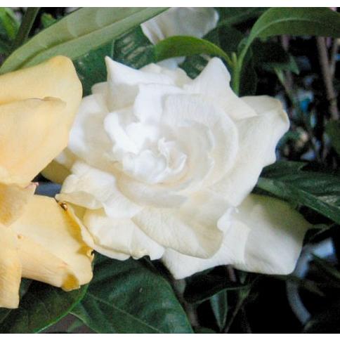 八重咲きクチナシ 4号 1鉢 Llamaarchitects Co Uk