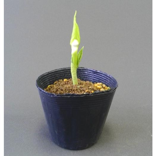 限定1球 ユキモチソウ 素心 3 5号 1球 Placewell In Index Php