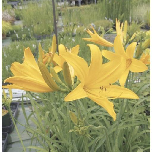 キスゲ トビシマカンゾウ ポット苗 1株 160 E フラワー 通販 Yahoo ショッピング