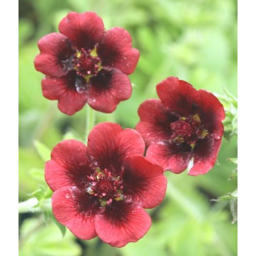 赤黒花キンバイ ポット苗 1株 E フラワー 通販 Yahoo ショッピング