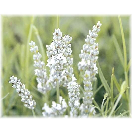 ラベンダー エーデルワイス ポット苗 2ポット 入荷予定 21年10月頃 E フラワー 通販 Yahoo ショッピング