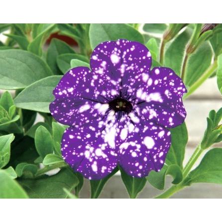 ペチュニア ナイトスカイ ポット苗 2株 入荷予定 21年4月の最終週頃 E フラワー 通販 Yahoo ショッピング