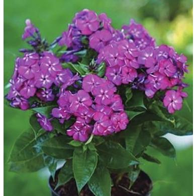 宿根フロックス バンビーニ デザイヤー ポット苗 1株 E フラワー 通販 Yahoo ショッピング