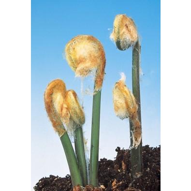 あくなしワラビ 地掘苗 3株 E フラワー 通販 Yahoo ショッピング