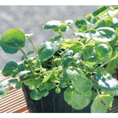 プランタークレソン 大谷川 ポット苗 2株 E フラワー 通販 Yahoo ショッピング