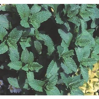 レモンバーム ポット苗 3株 入荷予定 21年3月頃 4148 E フラワー 通販 Yahoo ショッピング