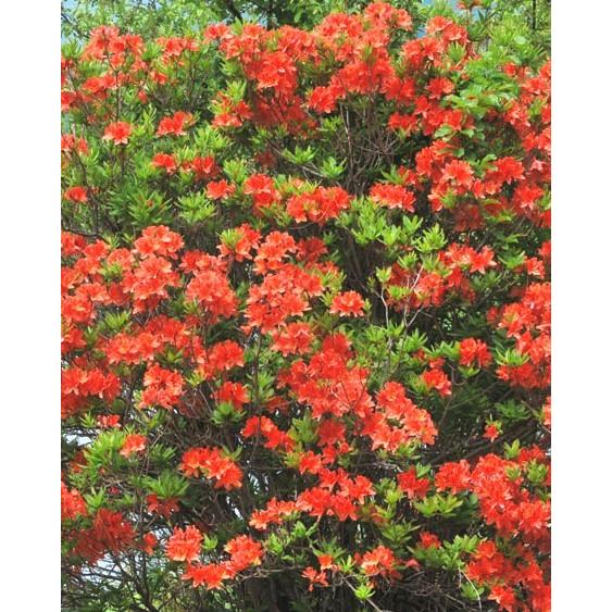 レンゲツツジ 地掘り株 1株 Lakescrantonurgentcare Com