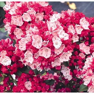 カルミア オスボレット 養成株 5号高さ30cm内外 1本 E フラワー 通販 Yahoo ショッピング