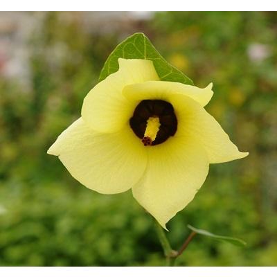 矮性オオハマボウ ポット苗 1本 E フラワー 通販 Yahoo ショッピング