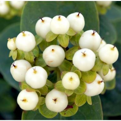 ヒペリカム マジカルホワイト 地掘り苗 25cm内外 1本 入荷予定 21年3月下旬頃 E フラワー 通販 Yahoo ショッピング