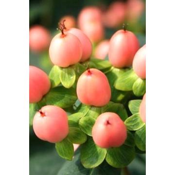 ヒペリカム マジカルデザイヤー 地掘り苗 25cm内外 1本 入荷予定 21年3月下旬頃 E フラワー 通販 Yahoo ショッピング