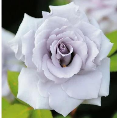 バラ 青龍 接木新苗 1本 入荷予定 22年4月下旬頃 4101 E フラワー 通販 Yahoo ショッピング