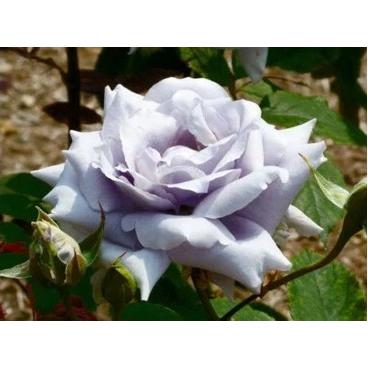 バラ 青龍 接木新苗 1本 入荷予定 22年4月下旬頃 4101 E フラワー 通販 Yahoo ショッピング