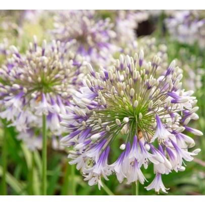 アガパンサス ファイヤーワークス 地掘り苗 1株 4501 E フラワー 通販 Yahoo ショッピング