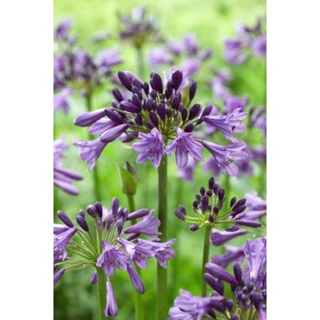 アガパンサス ポッピンパープル 地掘り苗 1株 4503 E フラワー 通販 Yahoo ショッピング