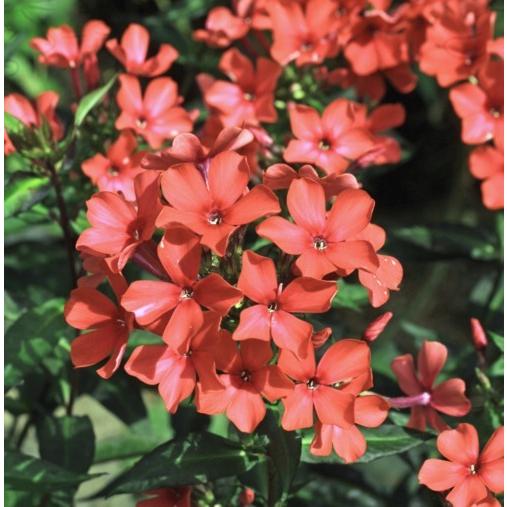 カラス葉赤花オイランソウ ポット苗 1株 4704 E フラワー 通販 Yahoo ショッピング