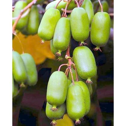 ベビーキウイ ジャンボ ポット苗 1本 入荷予定 22年3月頃 E フラワー 通販 Yahoo ショッピング