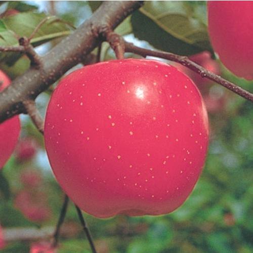 リンゴ 花粉の商品一覧 通販 Yahoo ショッピング