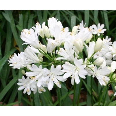 バーゲンセール アガパンサス ダブルダイヤモンド ポット苗 1株 Aynaelda Com