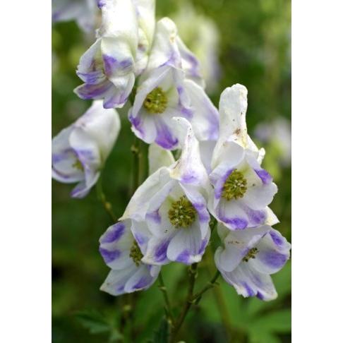 トリカブト の 花 苗 の商品一覧 花 ガーデニング 通販 Yahoo ショッピング