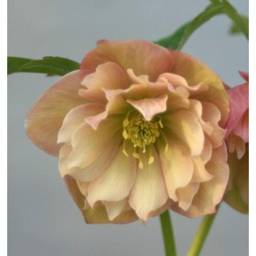 クリスマスローズ 野田交配 ダブルアプリコット系 2 5号実生ポット苗 1株 入荷予定 22年3月下旬頃 E フラワー 通販 Yahoo ショッピング