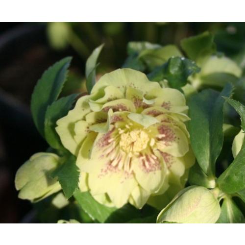 クリスマスローズ 野田交配 ダブル黄スポット系 2.5号実生ポット苗 1株